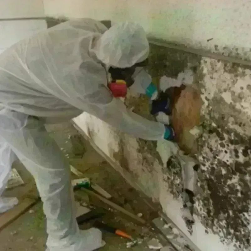 Mold Remediation and Removal in Eureka, MT